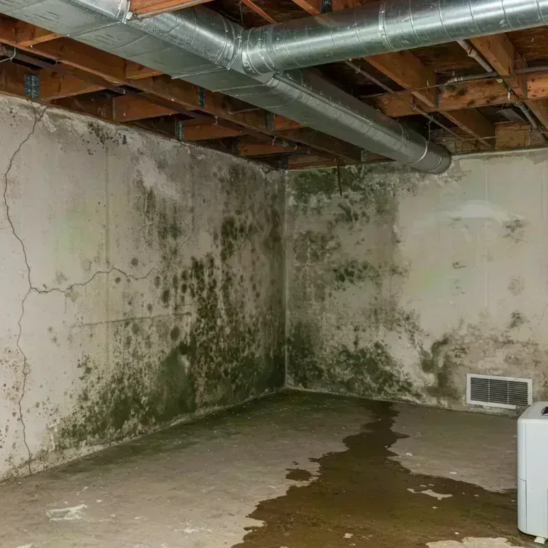 Professional Mold Removal in Webster County, MO